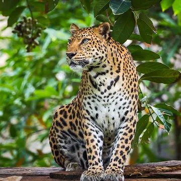 北京极速信息技术有限公司